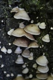 Crepidotus applanatus image