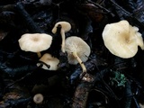 Clitocybe fragrans image