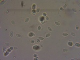 Clitocybe fragrans image