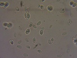 Clitocybe fragrans image