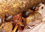 Daldinia childiae image