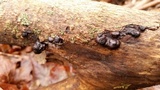 Daldinia childiae image