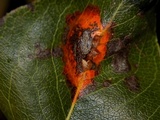 Gymnosporangium sabinae image