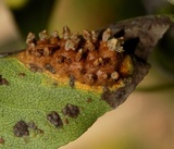 Gymnosporangium sabinae image