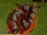 Gymnosporangium sabinae image