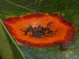 Gymnosporangium sabinae image