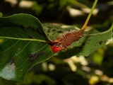 Gymnosporangium sabinae image