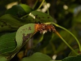Gymnosporangium sabinae image