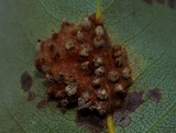 Gymnosporangium sabinae image