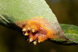 Gymnosporangium sabinae image