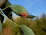 Gymnosporangium sabinae image