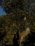 Gymnosporangium sabinae image