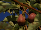 Gymnosporangium sabinae image