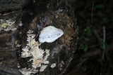 Tyromyces chioneus image