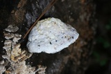 Tyromyces chioneus image