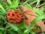 Lysurus periphragmoides image