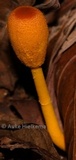 Leucocoprinus brunneoluteus image