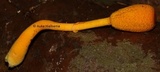 Leucocoprinus brunneoluteus image