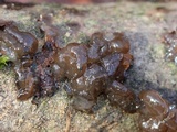 Exidia nigricans image