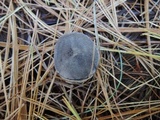 Tricholoma atrosquamosum image