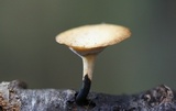 Polyporus leptocephalus image