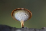 Polyporus leptocephalus image