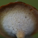 Polyporus leptocephalus image