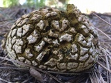 Calbovista subsculpta image