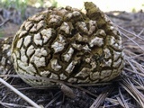 Calbovista subsculpta image