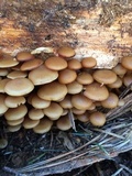 Kuehneromyces lignicola image