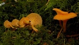 Chrysomphalina aurantiaca image