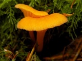 Chrysomphalina aurantiaca image