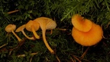 Chrysomphalina aurantiaca image