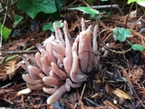 Alloclavaria purpurea image