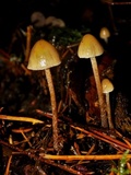 Psilocybe pelliculosa image