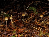 Psilocybe pelliculosa image
