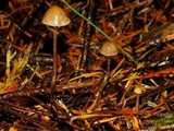 Psilocybe pelliculosa image