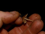 Psilocybe pelliculosa image
