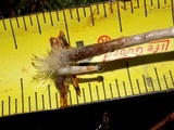 Psilocybe pelliculosa image