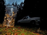 Psilocybe pelliculosa image