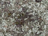 Xanthoparmelia australasica image
