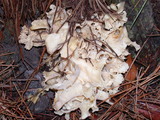 Sparassis crispa image