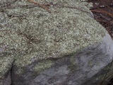 Xanthoparmelia australasica image