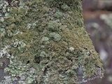 Canoparmelia amabilis image
