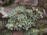 Parmotrema xanthinum image