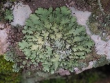 Parmotrema xanthinum image