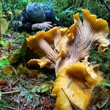 Cantharellus formosus image