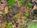 Peltigera praetextata image