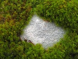 Pertusaria plittiana image