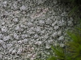Pertusaria plittiana image